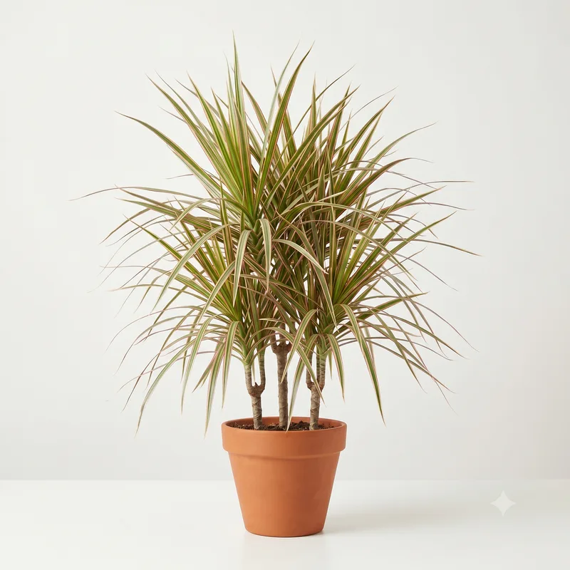 Dracena Tricolor